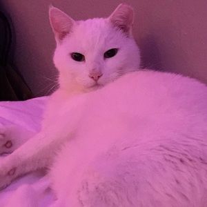 Meet your Posher, Victoria